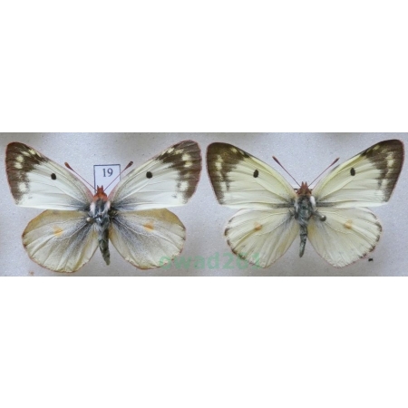 Colias hyale (Linnaeus, 1758) pair Szlaczkoń siarecznik Czech19